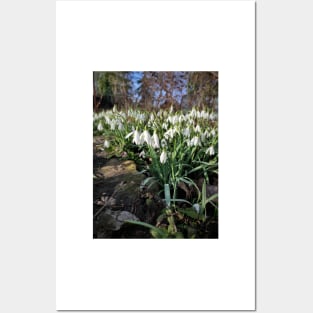 snowdrop Posters and Art